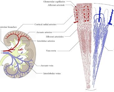 blood supply of the kidney