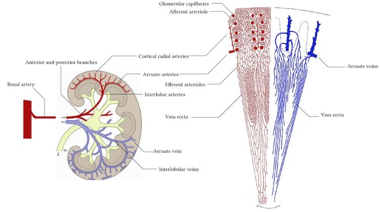 blood supply of the kidney